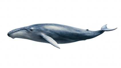 A majestic blue whale gracefully swimming through the deep ocean waters. surrounded by marine life. the beauty and tranquility of underwater ecosystems