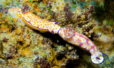 Sea Slug, Hypselodoris pulchella, Reef Building Corals, Coral Reef, Red Sea, Egypt, Africa