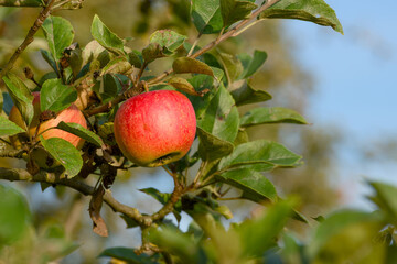 Fresh apple growing in orchard close-up