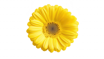 A yellow flower with broad petals and a central disk. set against a clean white background. ideal for use in nature-themed designs or floral arrangements