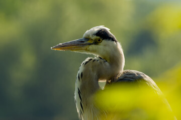 Close-up portrait of heron backlit by sun