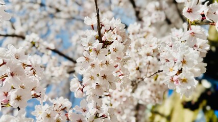 cherry tree blossom