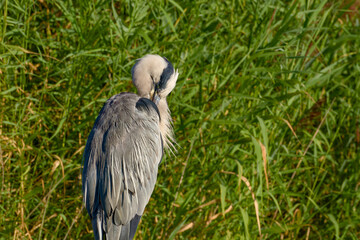 Grey heron grooming its feathers with reeds in background	