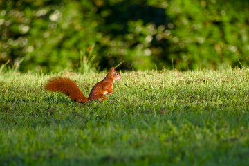 Red squirrel sitting in grass in morning light