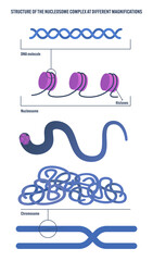 Nucleosome Complex Structure: Labeled DNA Molecule Histones Chromosome Vector Diagram for Biology Textbooks Science Education Genetics Medical Illustrations Anatomy Infographics Classroom Teaching