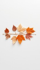 Autumnal arrangement of diverse leaves in warm shades of orange, beige, and brown, isolated against a clean, uncluttered, bright white surface