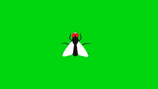 flyng housefly animation isolated green. 4K insect dirty trash 