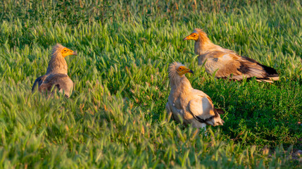 Egyptian Vulture, Neophron percnopterus, Agricultural Fields, Castilla y Leon, Spain, Europe