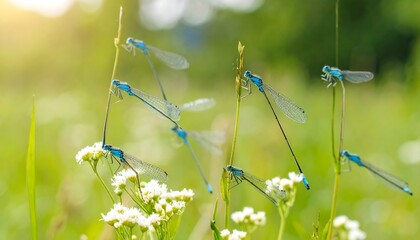 Blue dragonflies on meadow grass