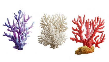 A display of coral species purple. white. and red hues. set against a clean background. ideal for marine life education and ocean conservation themes