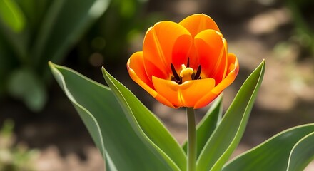 Naklejka premium Close up of a vibrant orange tulip flower with green leaves in soft focus background bloom blossom
