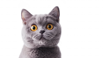 A close-up portrait of an adorable gray cat with striking yellow eyes. set against a clean. white background. its curious expression and fluffy fur. ideal for pet-related content