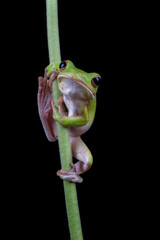 Green frog on a green bamboo stem, Portrait of a dumpy frog on a plant 