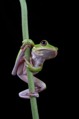 Green frog on a green bamboo stem, Portrait of a dumpy frog on a plant 