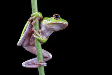 Green frog on a green bamboo stem, Portrait of a dumpy frog on a plant 