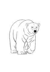 Naklejka premium A realistic black and white illustration of a polar bear walking forward.
