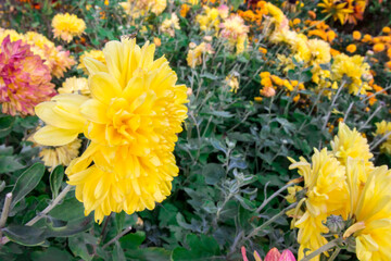yellow dahlia flower in a home garden. macro photo of a flower in close-up. wide angle view. macro landscape. free space.