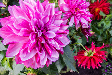 Obraz premium dahlia pink in a home garden. macro flower close-up. wide angle. macro