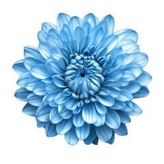 A blue chrysanthemum flower with intricate petal details. set against a clean white background. perfect for floral design projects. nature-themed artwork. or decorative purposes