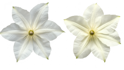 Two exquisite white flowers with intricate petal designs delicate textures. set against a transparent background. ideal for nature-themed projects or floral designs
