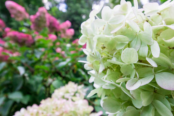 hydrangea flower. macro flower close-up. wide angle. macro landscape. free space. text space. early autumn