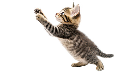 A playful kitten stretching its paws forward in a dynamic pose. set against a clean white background. capturing the essence of youthful energy and curiosity. ideal for pet-related content