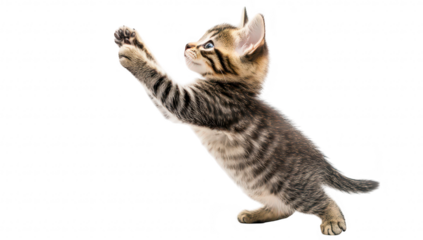 A playful kitten stretching its paws forward in a dynamic pose. set against a clean white background. capturing the essence of youthful energy and curiosity. ideal for pet-related content