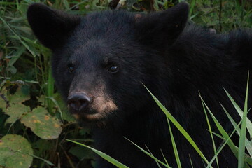 black bear cub © Anndrea
