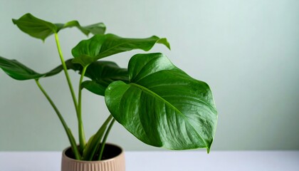 A vibrant houseplant in a pot