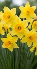 Obraz premium Close up of bright yellow daffodils with orange centers and green leaves narcissus flower