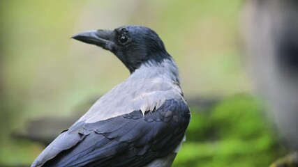 hooded crow, Corvus cornix,  hoodie  close-up, vercelli, Italy