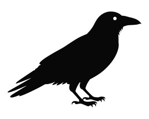 Fototapeta premium Black crow silhouette
