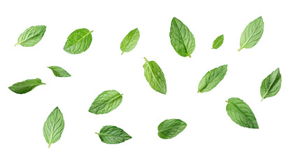 Fresh mint leaves scattered on a clean white background. their green color and natural texture. ideal for culinary or herbal use