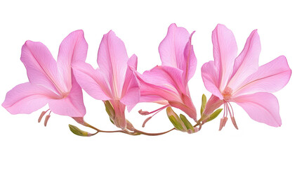 Fototapeta premium A stunning arrangement of pink flowers their delicate petals and intricate details against a clean white background. perfect for floral-themed designs or nature-inspired content