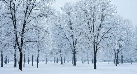 Fototapeta premium Winter wonderland, frosted trees on snow-covered ground