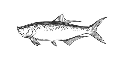 rough sketch tarpon fish black and white drawing illustration.  silver king fish.