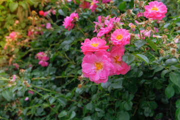 Rosa odoratabush with flowers is growing in cottage garden.  Blooming bush with  light pink flowers. Sunny day. Rosales is blooming on a plantation.