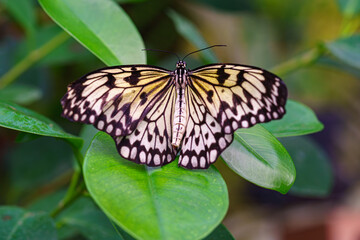 Idea leuconoe, Paper Kite butterfly, Rice Paper butterfly or Large Tree Nymph, sitting on green leaf in garden background. Butterfly with black and white wings, habitat south east asia close up, macro