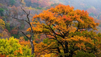 Autumn foliage in a misty mountain landscape (1)