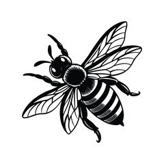 Obraz premium Black and white illustration of a honey bee insect
