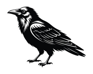 Fototapeta premium Black crow line art vector silhouette illustration