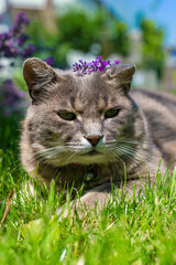A cat with lavender flowers in the garden. Selective focus.