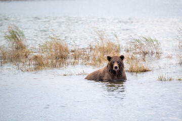 Alaskan brown bear walking along the shore.