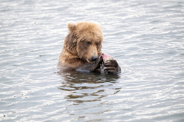 Alaskan brown bear feeding on salmon in Naknek Lake in Katmai Naknek Lake in Katmai National Park, Alaska