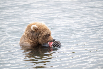 Alaskan brown bear feeding on salmon in Naknek Lake in Katmai Naknek Lake in Katmai National Park, Alaska