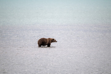 Large Alaskan brown bear in Katmai National Park, Alaska