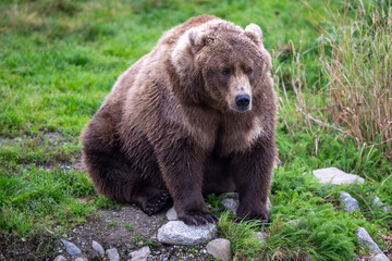 Alaskan brown bear in September in Katmai National Park, Alaska