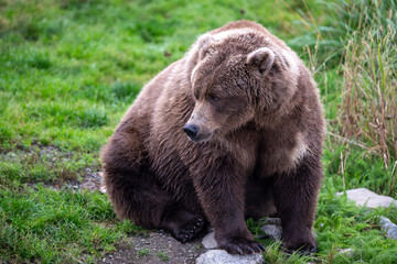 Alaskan brown bear in September in Katmai National Park, Alaska