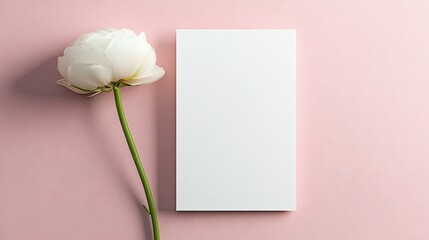 Blank white card near white ranunculus flower on pink background, perfect for branding, invitations or greetings