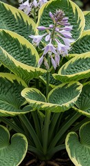 Variegated Hosta plant with pale purple flower spikes and green leaves with yellow edges image